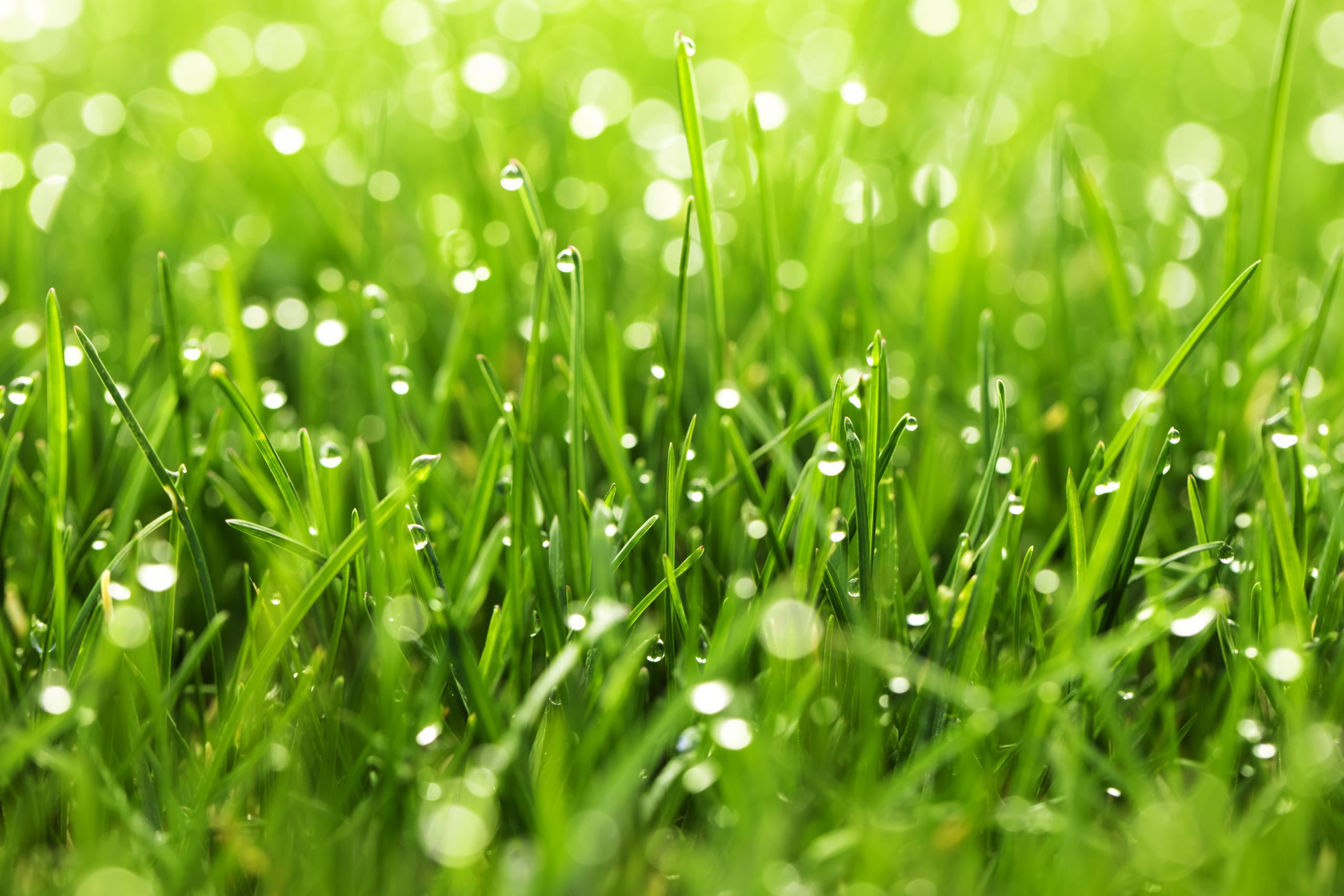 césped de la mejor calidad y de fácil mantenimiento